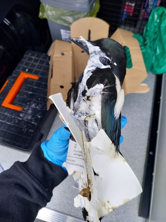 Zasažená magpie. Pic: Scottish Spca