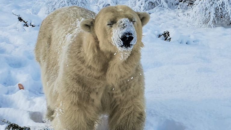 Victoria Polar Bear. Pic: RZSS