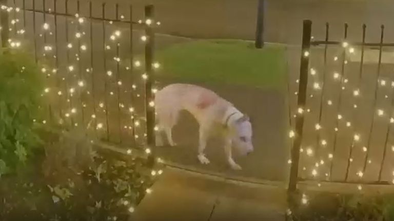 Záběry z zvonku kamery ukázaly, že pes paní Pearsonovy Tilly chodí kolem zraněného. Pic: Thames Valley Police
