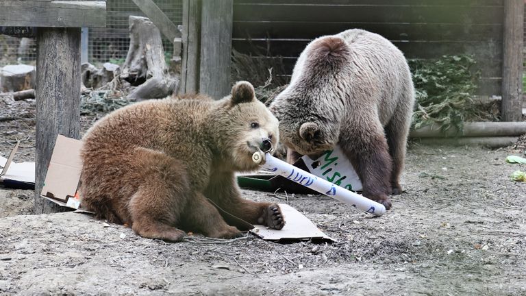 Mish a Lucy. Pic: Wildwood Trust