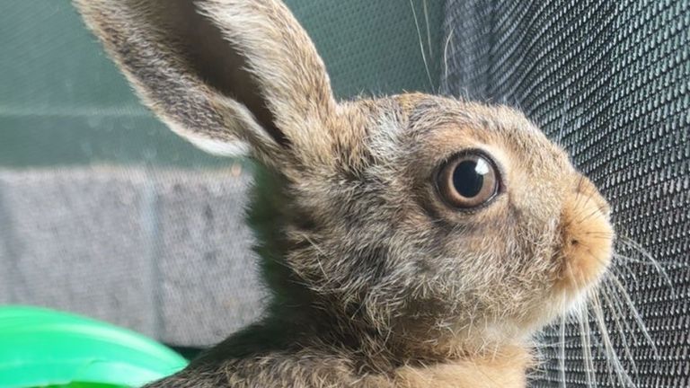 Bruno je popisován jako „malý zázrak“. Pic: Scottish SPCA/PA
