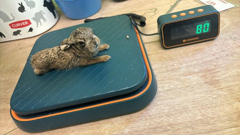 Bruno Baby Hare.  Pic: Scottish SPCA /PA