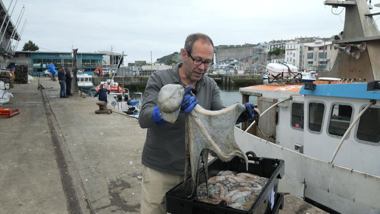 Octopusy, žraloci a tuňáka, které se rozvíjejí v moři po celé Velké Británii, by mohly být součástí základního posunu v mořském prostředí