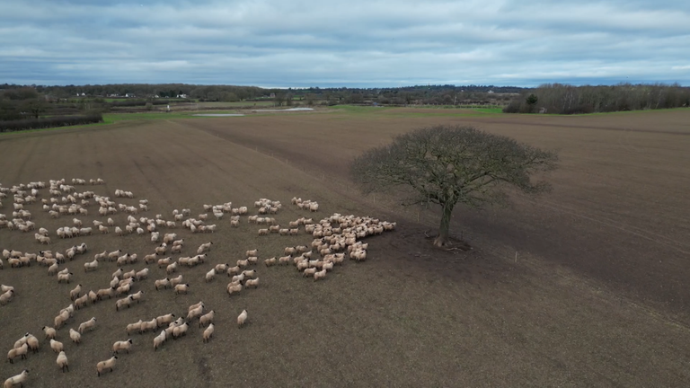 Ovce na farmě Bower