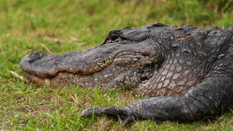 Aligátor leží v trávě v Big Cypress National Preserve, úterý 27. května 2025, v Everglades, Florida (AP Photo/Rebecca Blackwell)
