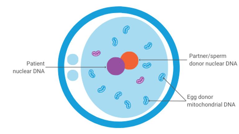 Diagram ukazující embryo o vytvořené mitochondriálním darem. Pic: Pa 