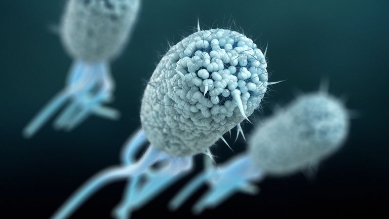 Zobrazení Escherichia coli (E. coli.). Soubor pic: iStock