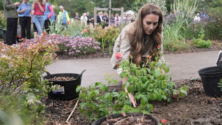 Princezna z Walesu zasahuje růži během návštěvy v zahradě RHS v Colchester Hospital v Essexu.  Pic: Pa