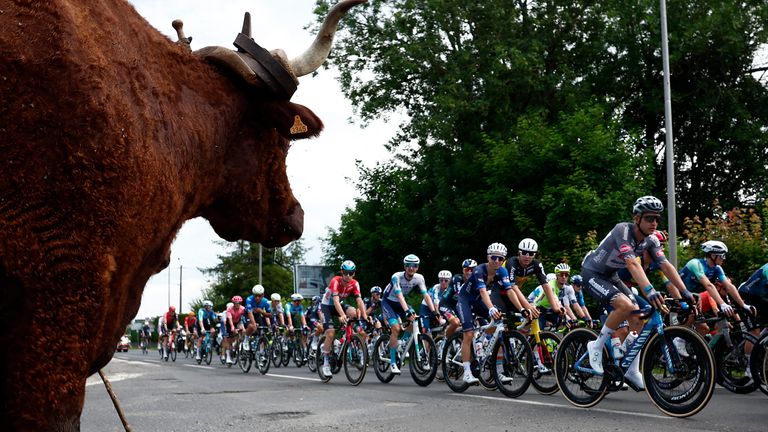 Kráva se dívá na cyklisty Tour de France, která prochází kolem roku 2024. Obrázek: Reuters/Stephane Mahe