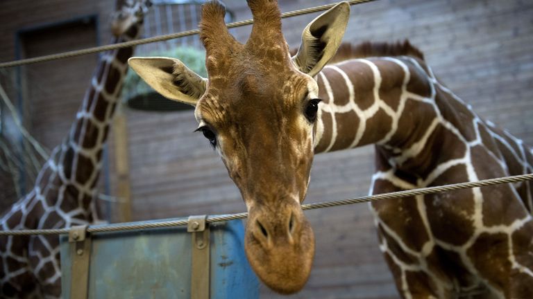 Marius žirafa byla odložena a veřejně přiváděna lvům v Kodani Zoo v Dánsku. PIC: Keld NavnToft/AFP/Getty