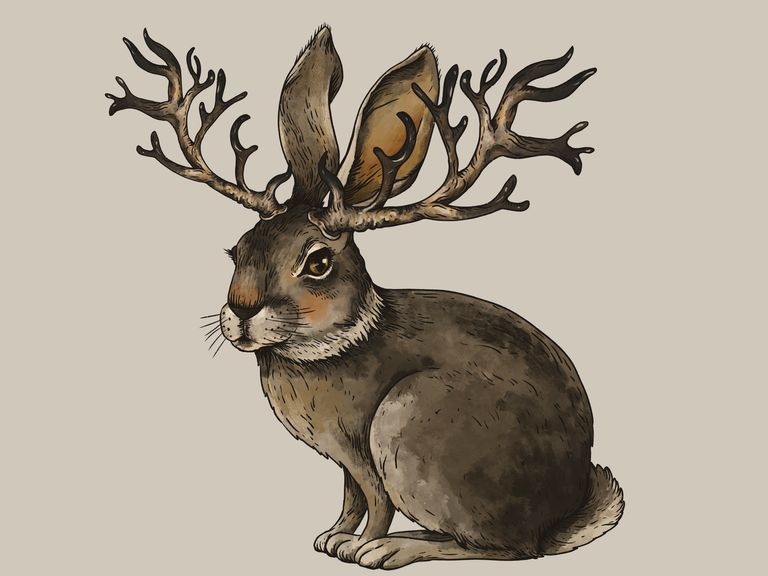 Mýtus o jackalope mohl být inspirován králíky s virem Shope Papilloma. Soubor pic: iStock