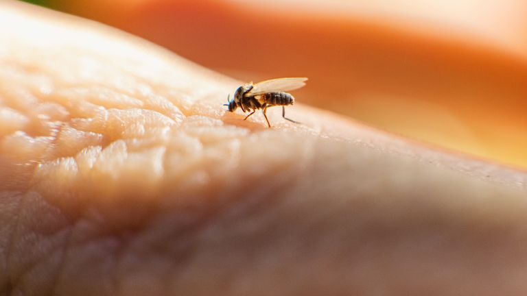 Midge bit může způsobit virus Oropouche. Obrázek: Istock