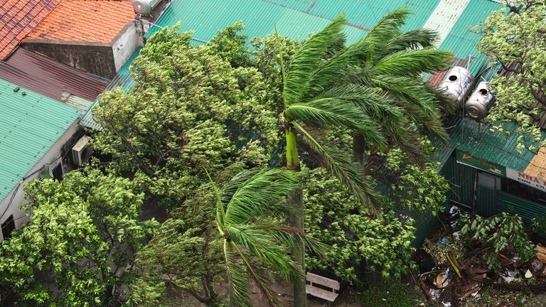 Stromy foukají do větru, když se Typhoon Kajiki blíží k Vietnamu. Pic: Reuters