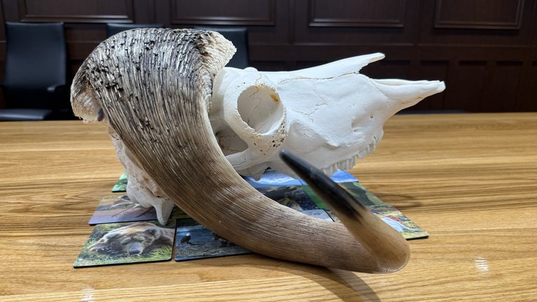 Musk Ox Skull Mike Dunleavy