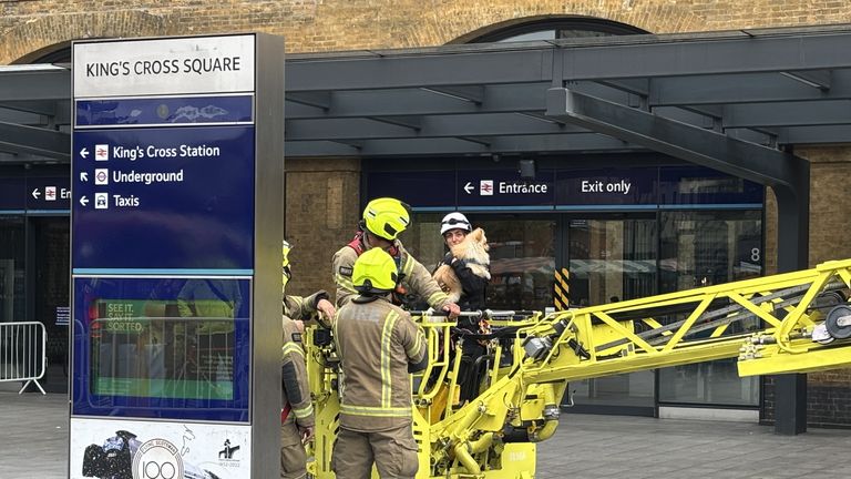 London Fire Brigade přinesla štěně dolů pomocí „žebříku o gramofonu“. Pic: Pa