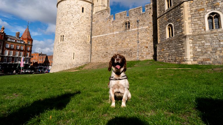 Policejní pes Jack z Thames Valley Police provádí bezpečnostní vyhledávání. Pic: Pa