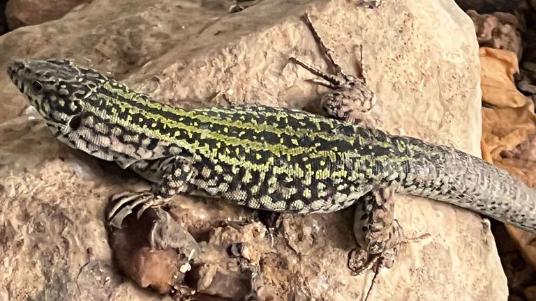 Konzervationisté říkají, že ještěrci Ibiza jsou ohroženi. Pic: Dean Gallagher