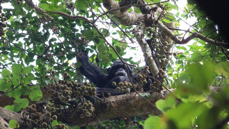 Šimpanze jíst fíky v Ngogu v Ugandě v Kibale National Park v roce 2018. Obrázek: Reuters