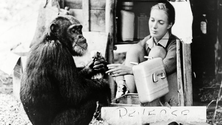 Jane Goodall s šimpanzem David Greybeard v roce 1965. Obrázek: Granger/Shutterstock