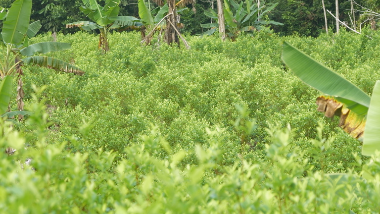 Tato plantáž koky byla nasávána do deštného pralesa na hranici Kolumbie a Peru