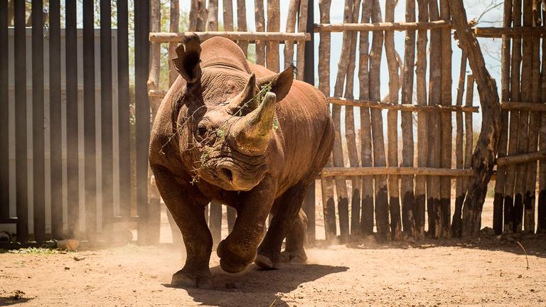 Rhino je propuštěno do krytu při příjezdu do národního parku Zakouma v Čadu v roce 2018. Obrázek: AP