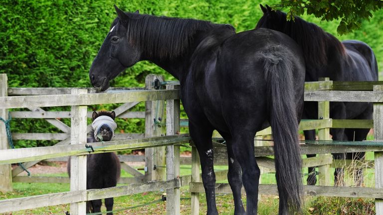 Quaker (střed) se setkává s nesení Shetland Pony a v důchodu pro domácnost kavalérie Horse Marquis v The Horse Trust. Pic: Pa